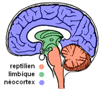 Le concept de cerveau gauche / cerveau droit